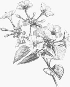 236x294 Plant Drawing