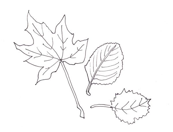 600x459 Three Leaves, A Realistic Line Drawing Leaves