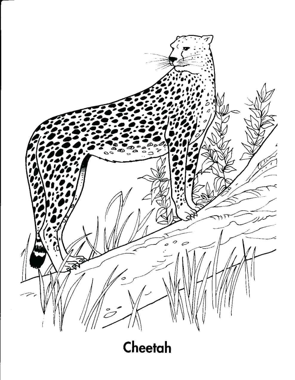 988x1272 Coloring Coloring Pages Animals Realistic
