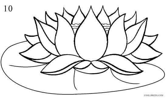 550x326 How Draw A Realistic Lotus Flower Step By How