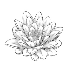 Realistic Lotus Flower Drawing at GetDrawings | Free download