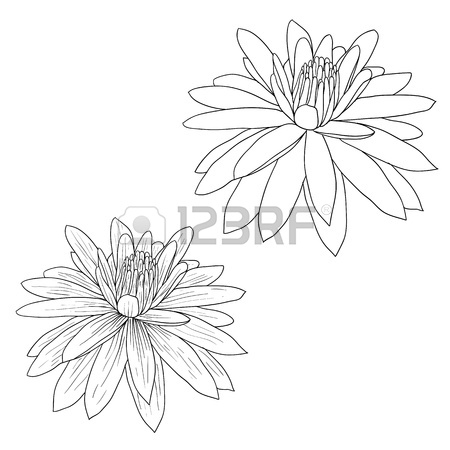 450x450 Realistic Oriental Lotus