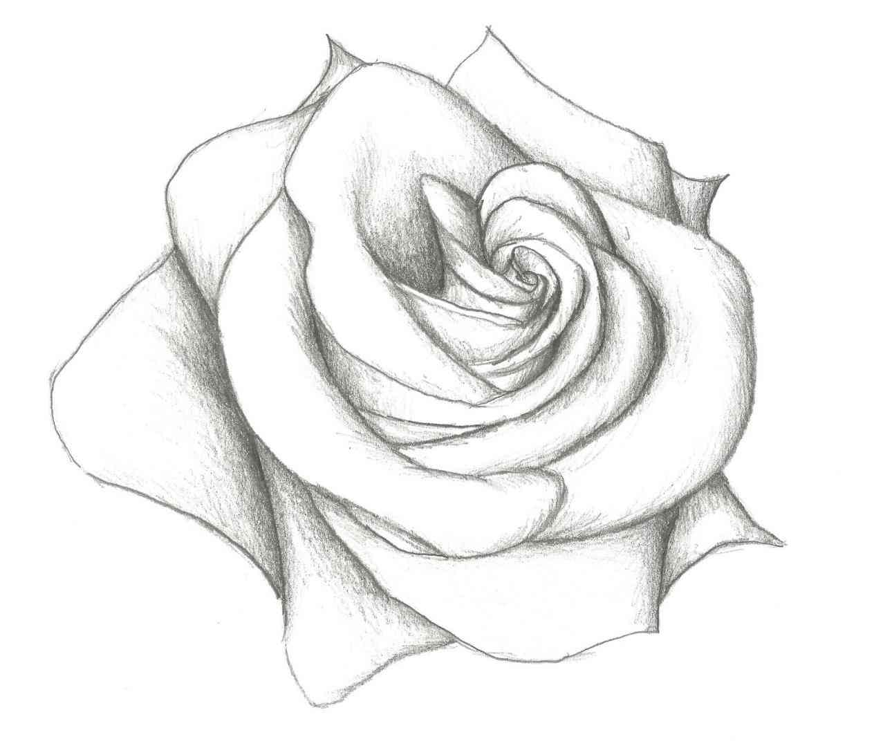 1264x1082 Rose Drawings Lotus By Gdgriefcom