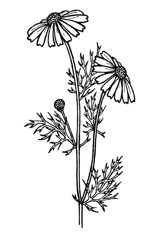 531x750 Realistic Flower Coloring Pages