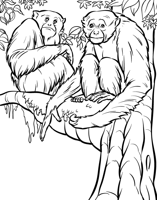662x842 Realistic Monkey Coloring Pages 337171