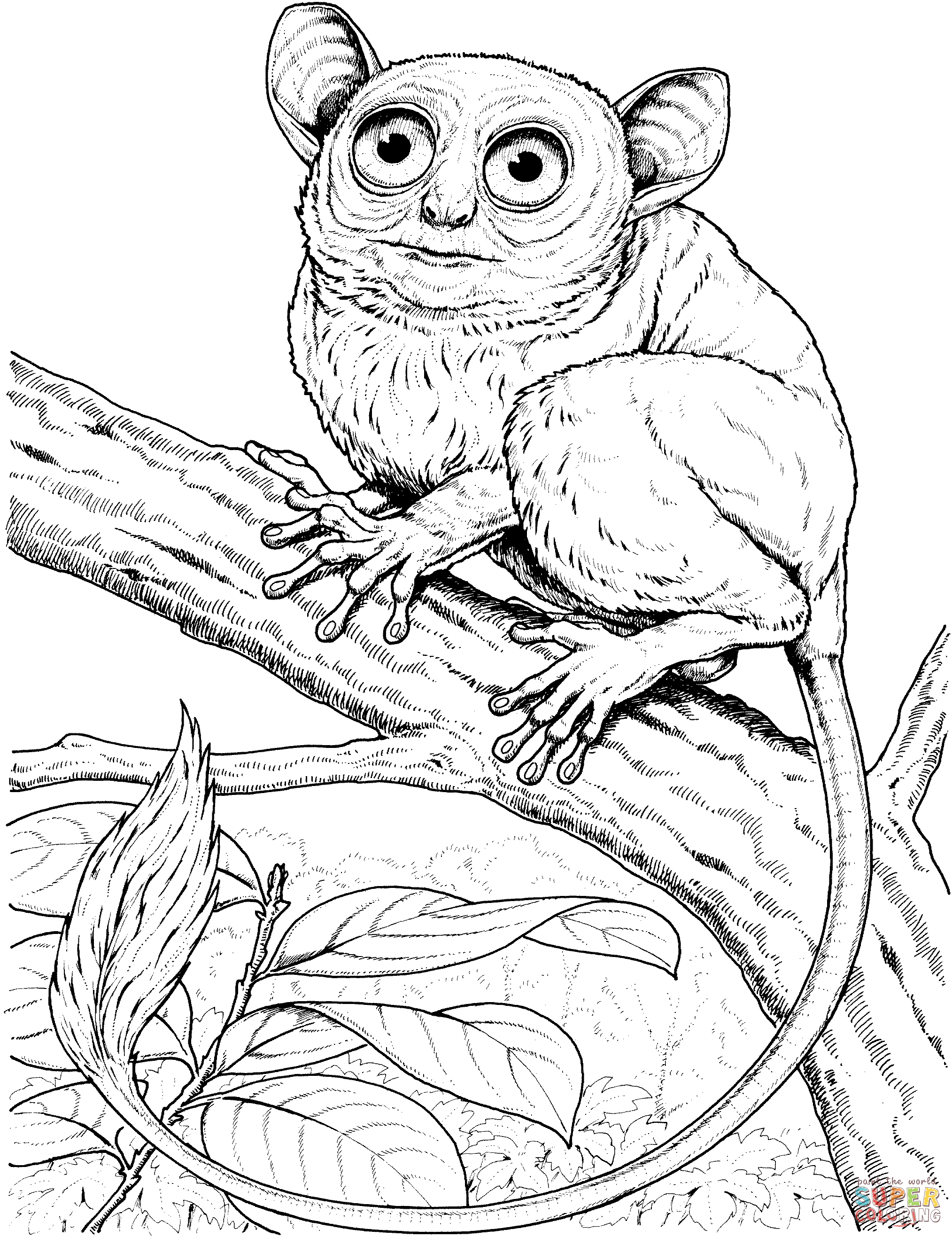 2027x2633 Realistic Monkey Coloring Pages