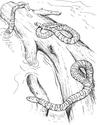 374x480 Water Snakes Coloring Page Free Printable Coloring Pages