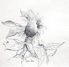 236x232 Pencil Drawing Of Sunflower My Creations
