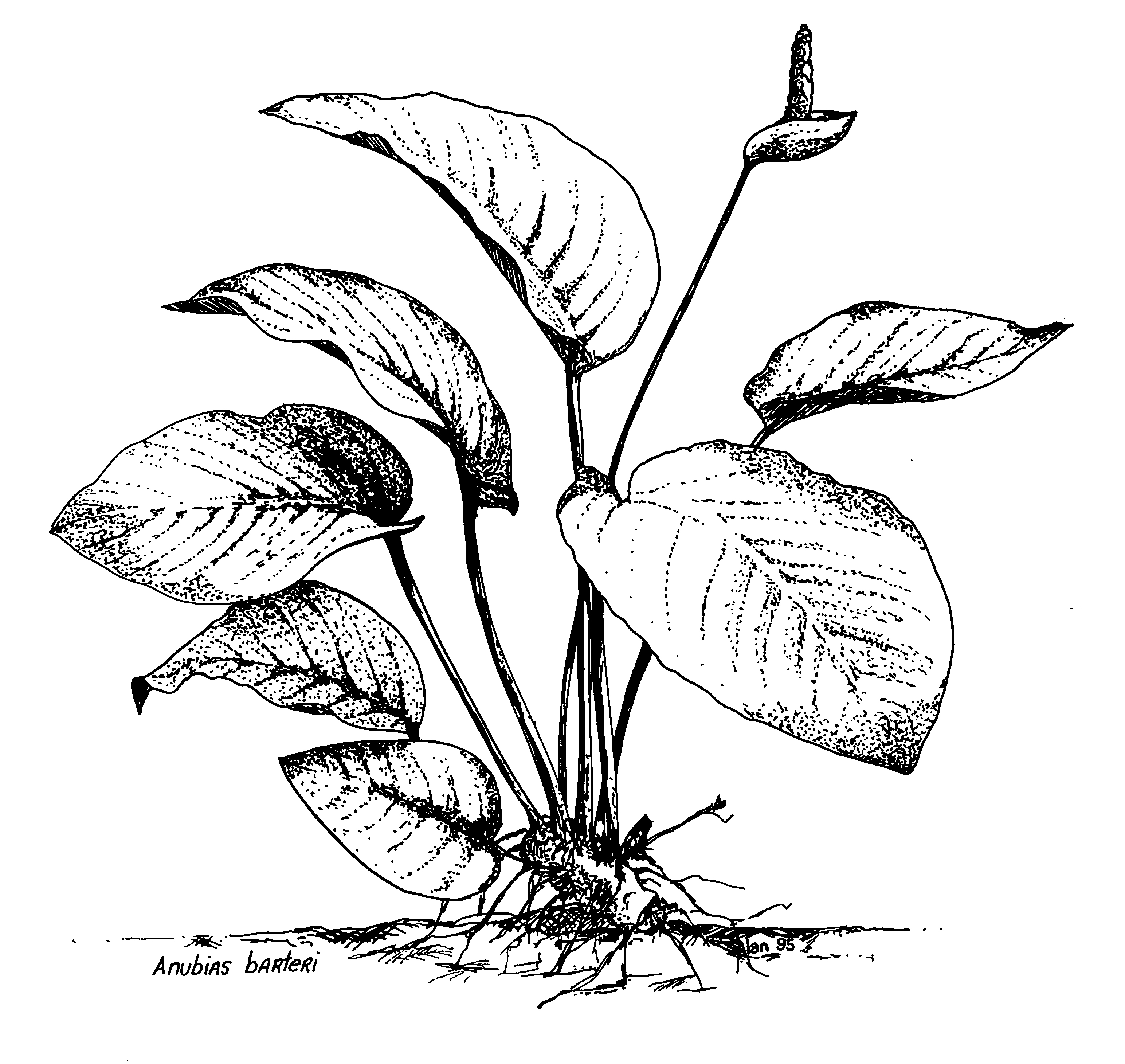 3088x2920 Some Tips For Drawing A Calquarium Cover Places To Visit