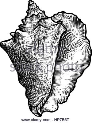 300x399 Cockle, Shell Illustration, Drawing, Engraving, Ink, Realistic