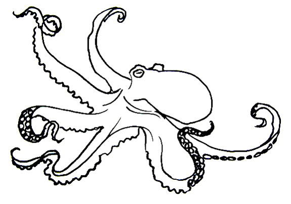 575x403 How To Draw An Octopus
