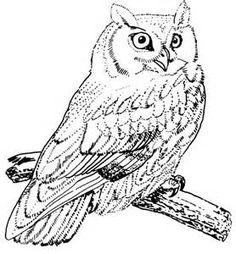236x254 Detailed Owl Drawings