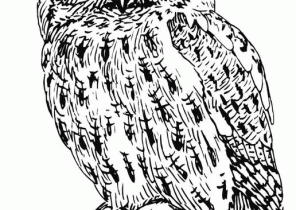 296x210 Owl Coloring Pages
