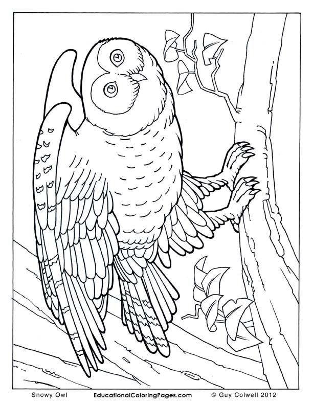612x792 Coloring Pages Animals Realistic