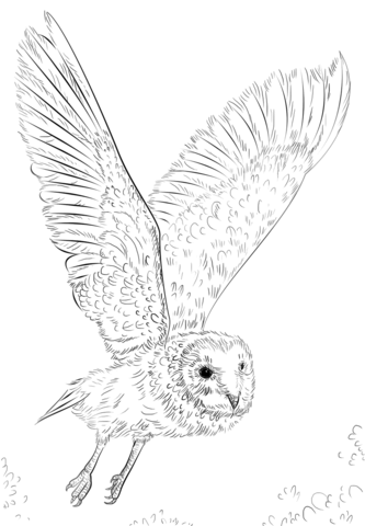 333x480 Barn Owl In Flight Coloring Page