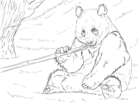 480x360 Giant Panda Is Eating Bamboo Coloring Page Free Printable