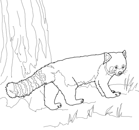480x451 Red Panda Coloring Page Free Printable Coloring Pages
