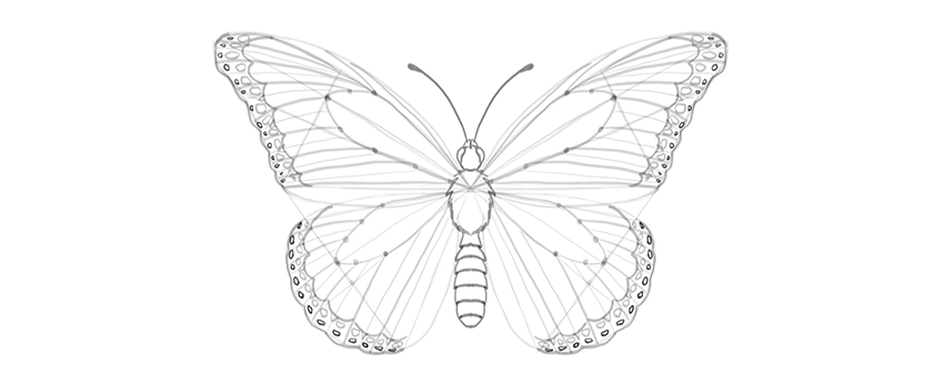 850x346 How To Draw A Butterfly Step By Step
