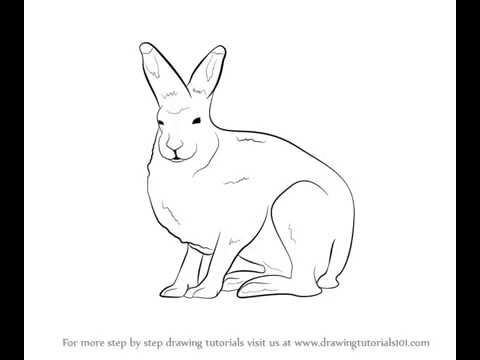 480x360 How To Draw Arctic Hare