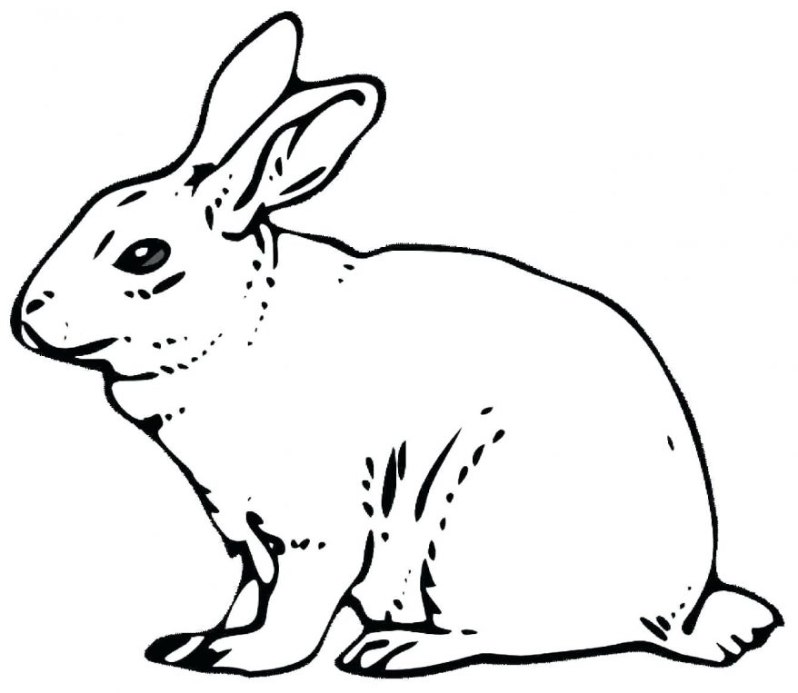 878x763 Realistic Animal Rabbit Coloring Pages 12 Astonishing Rabbits