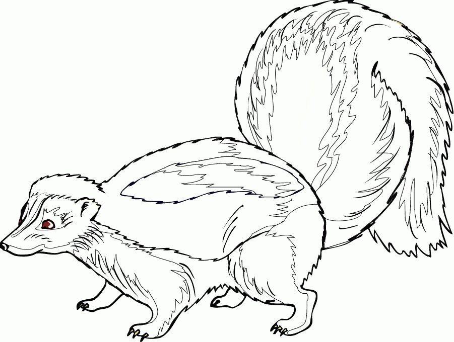 901x680 Realistic Skunk Coloring Pages 337221