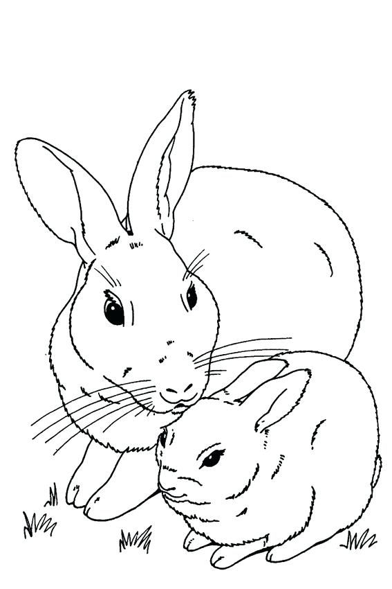 Realistic Rabbit Drawing at GetDrawings | Free download