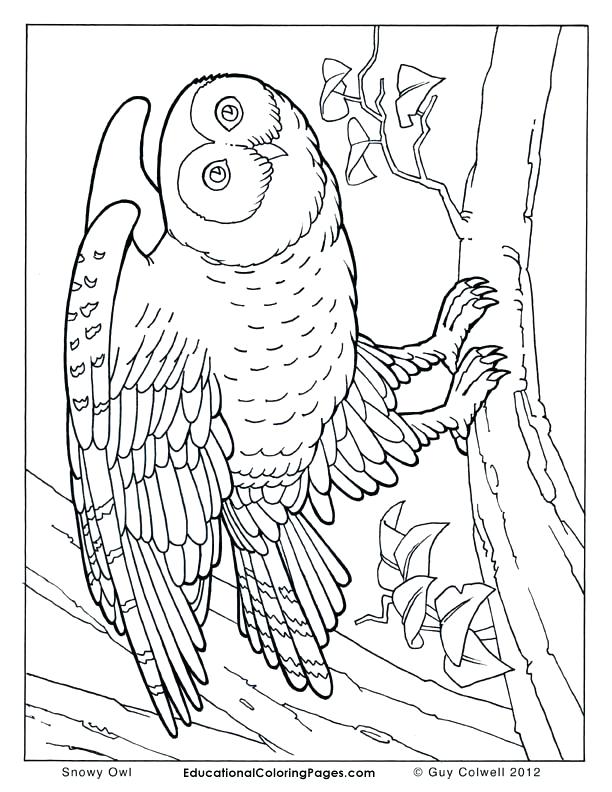 612x792 Realistic Coloring Pages Realistic Coloring Pages Of Animals
