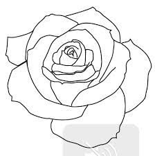 224x225 Hand Drawn Rose Outlines