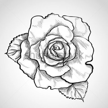 380x380 Rose Sketch Clipart