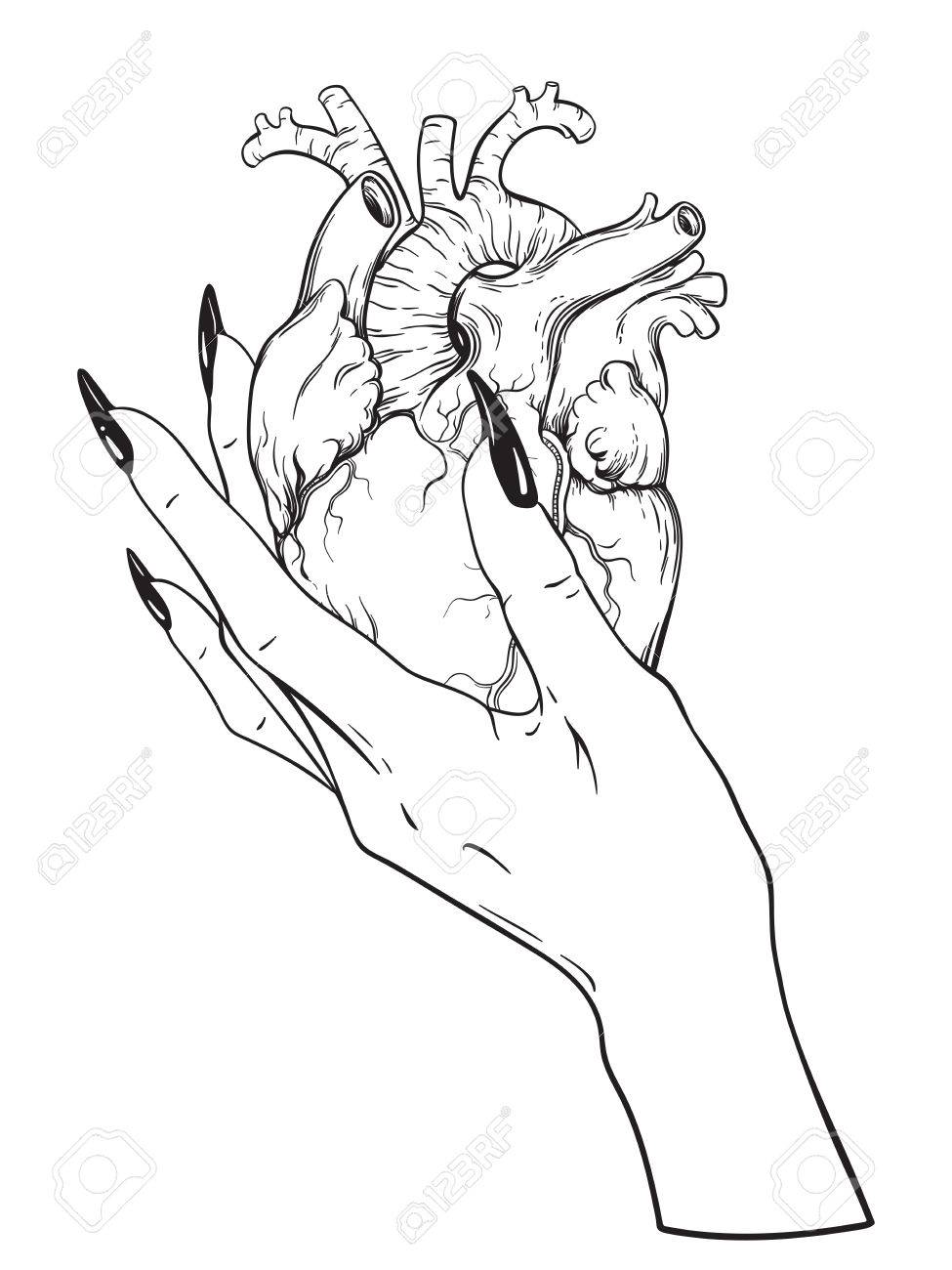 975x1300 Human Heart In Graceful Female Hand Isolated. Sticker, Print