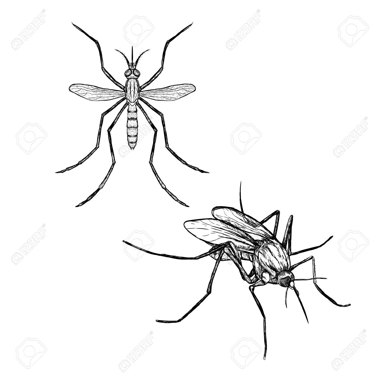 1300x1300 Hand Drawn Set Of Mosquito. Realistic Isolated Sketch Of Animal