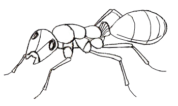 350x208 How To Draw An Ant