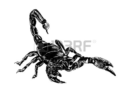 450x321 Scorpion Royalty Free Cliparts, Vectors, And Stock Illustration