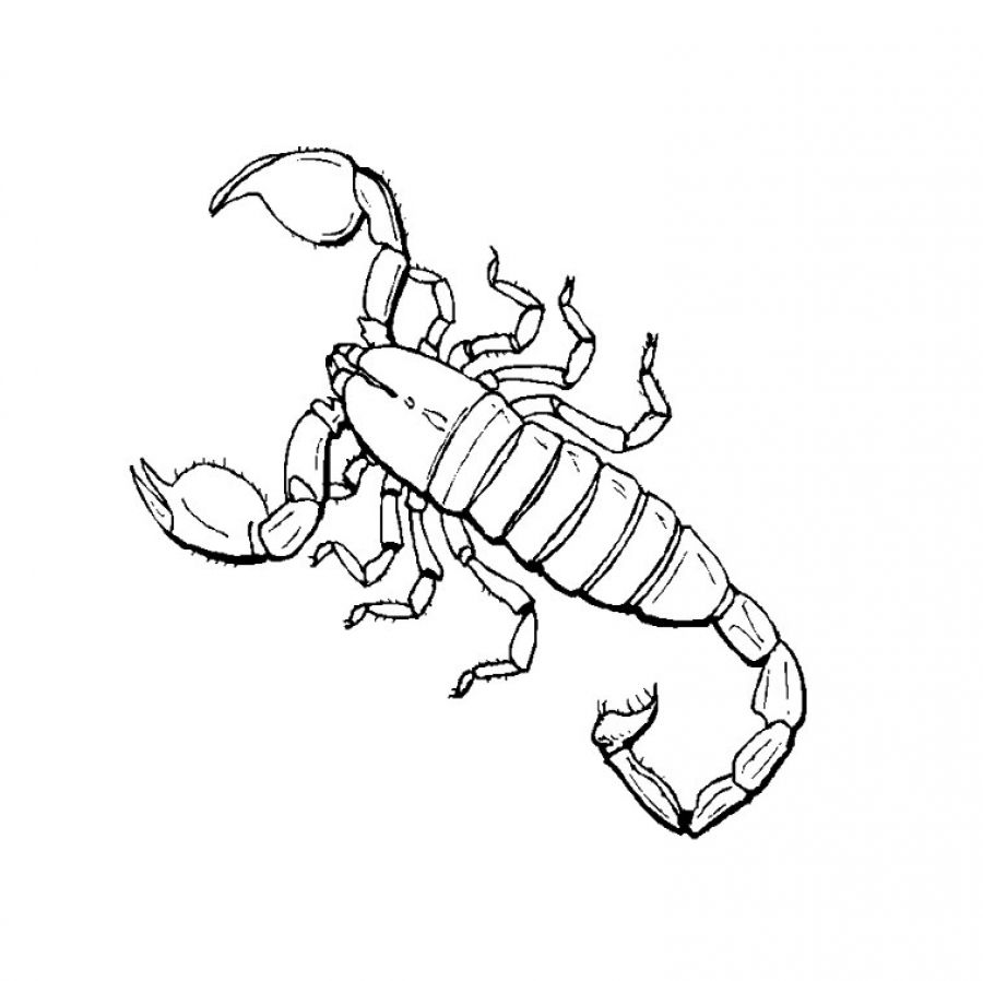 900x898 Scorpions Coloring Pages