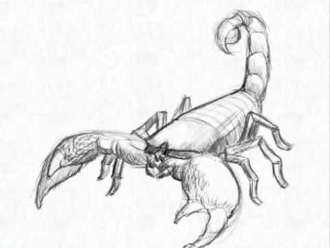 480x360 Scorpion Drawings Part 5