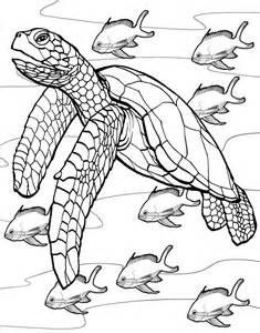 Realistic Sea Turtle Drawing