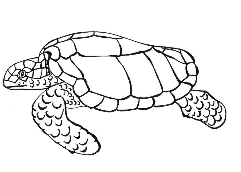 841x600 Free Printable Turtle Coloring Pages For Kids