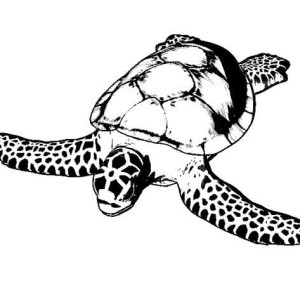 300x300 Free Realistic Sea Crab Sea Animals Coloring Page