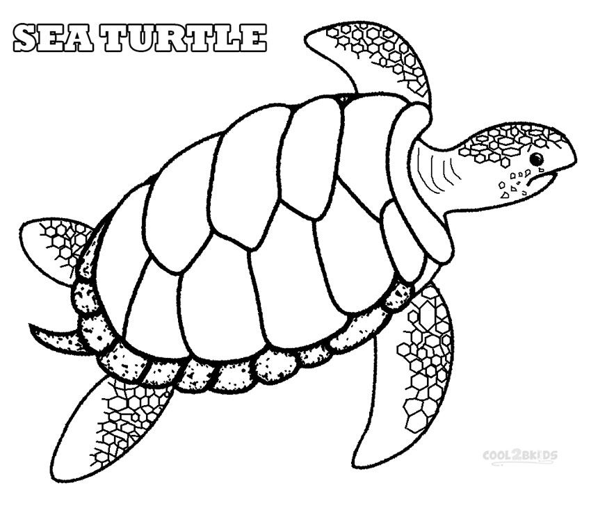 850x731 Green Sea Turtle Coloring Pages Craft