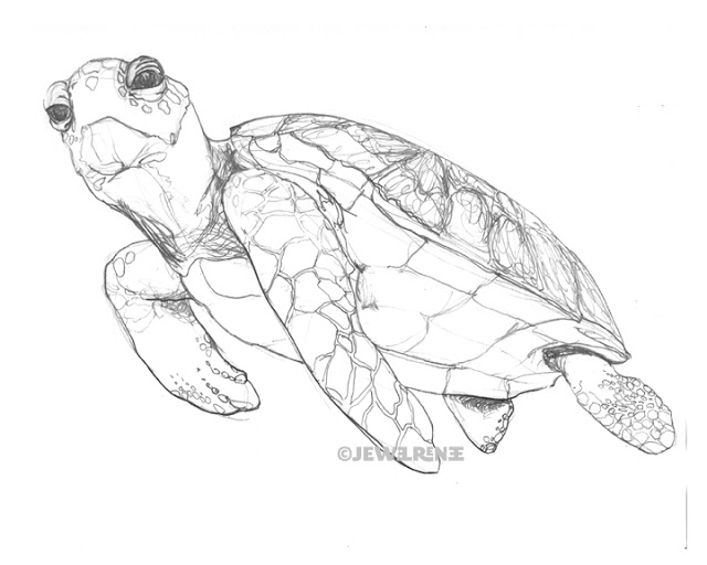 Realistic Sea Turtle Drawing at GetDrawings | Free download