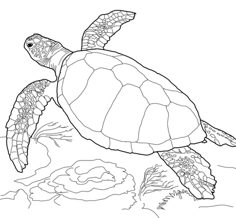 480x444 Loggerhead Sea Turtle Coloring Page Science