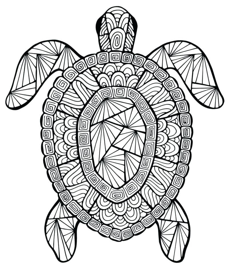 805x942 Sea Turtle Coloring Pages Sea Turtle Drawing Pictures How To Draw