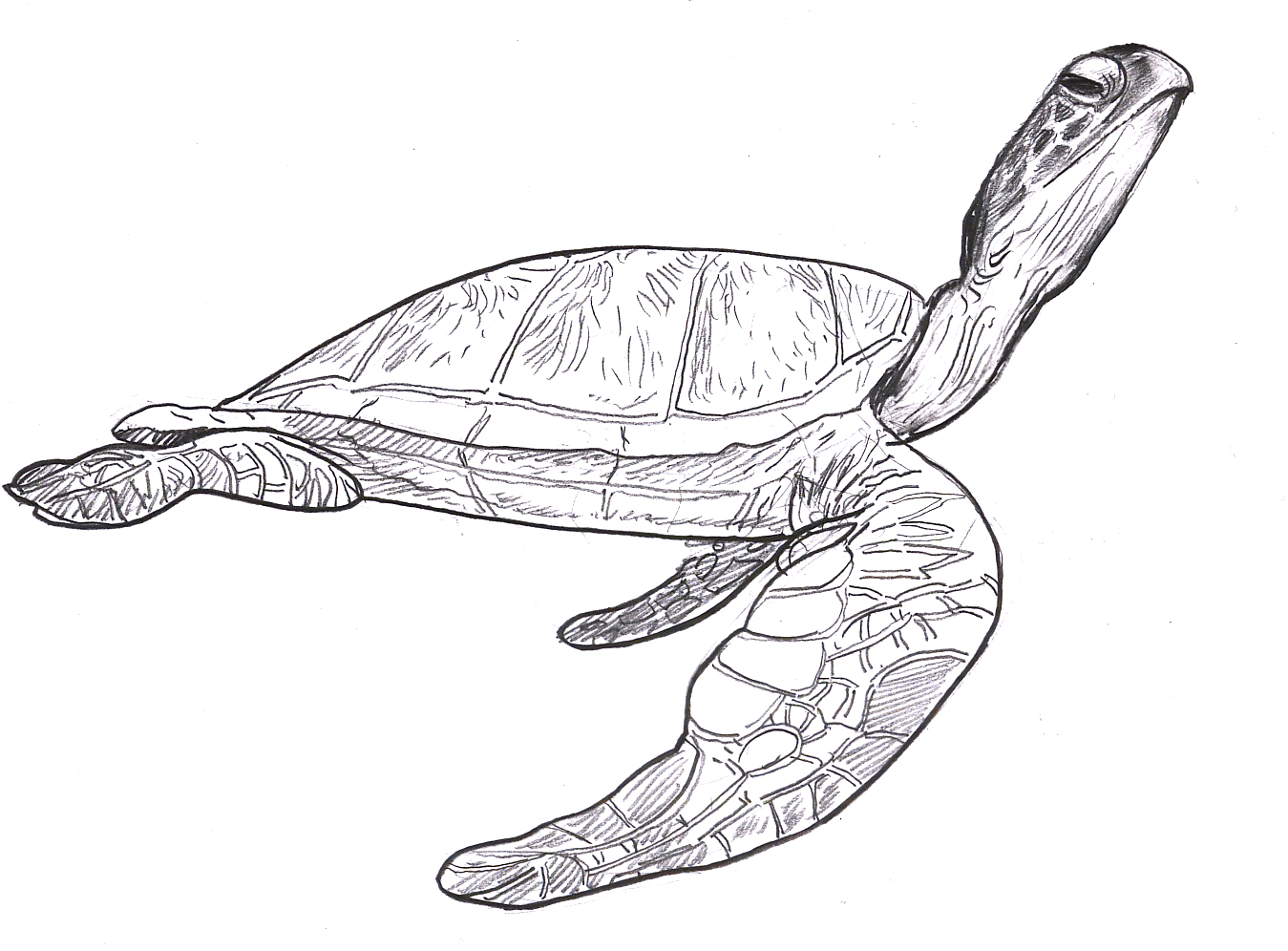 Realistic Sea Turtle Drawing at GetDrawings.com | Free for personal use