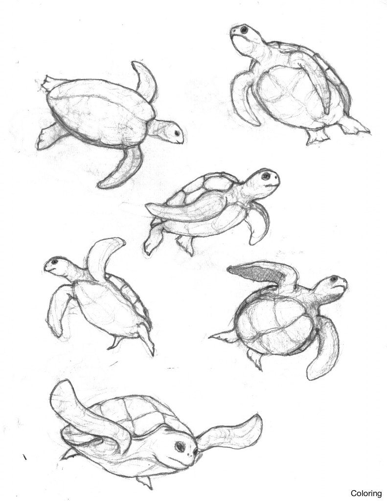Realistic Sea Turtle Drawing at GetDrawings.com | Free for personal use