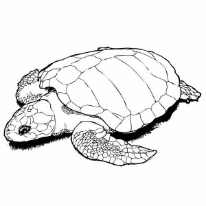 realistic sea turtle drawing at getdrawings  free for