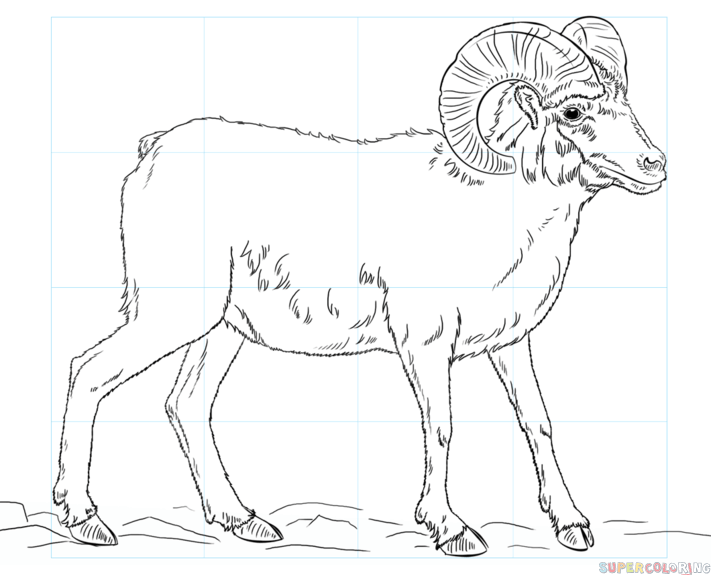 711x575 How To Draw A Bighorn Sheep Step By Step Drawing Tutorials