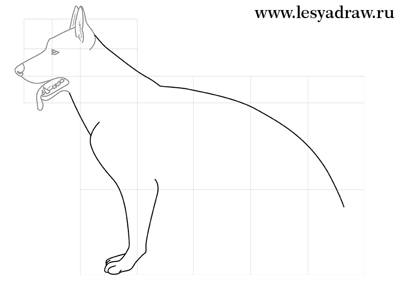 800x600 How To Draw A Sheep Dog With A Pencil Step By Step