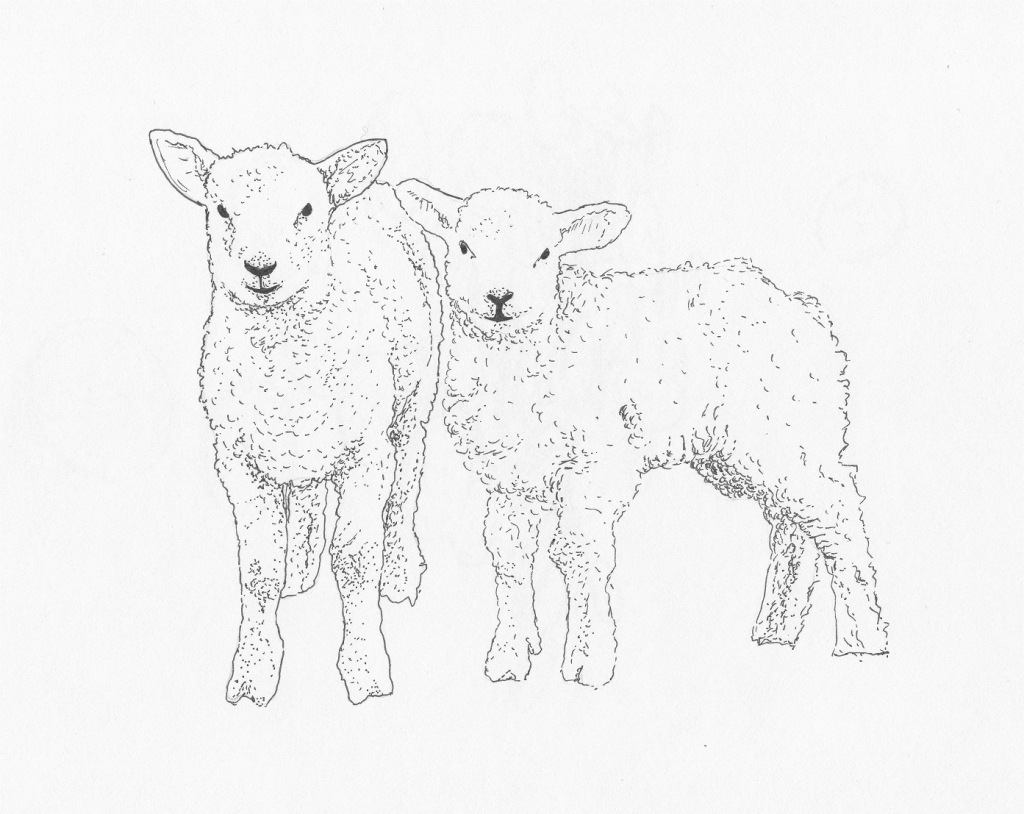 1024x814 Pin By Jackie On Drawing Lambs, Sketches And Drawings