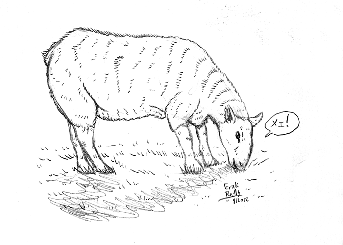 700x500 Sheep By Erikku8