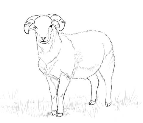 480x413 Sheep Coloring Page Free Printable Coloring Pages